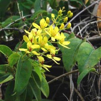 Tristellateia australasiae A.Rich.